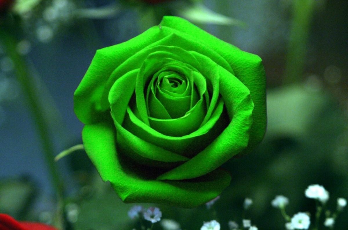 Rosa verde