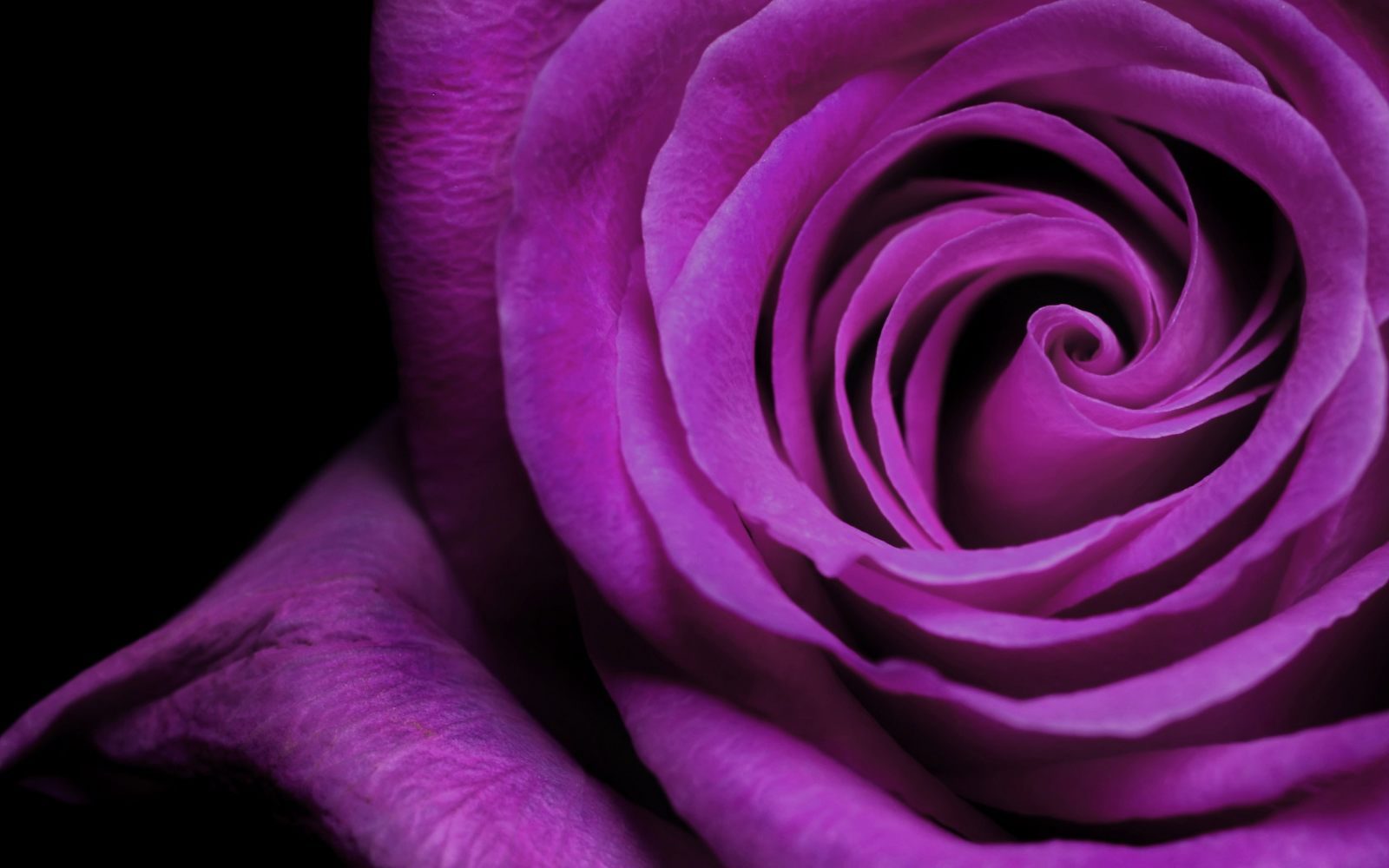 Rosa violeta :: Imágenes y fotos