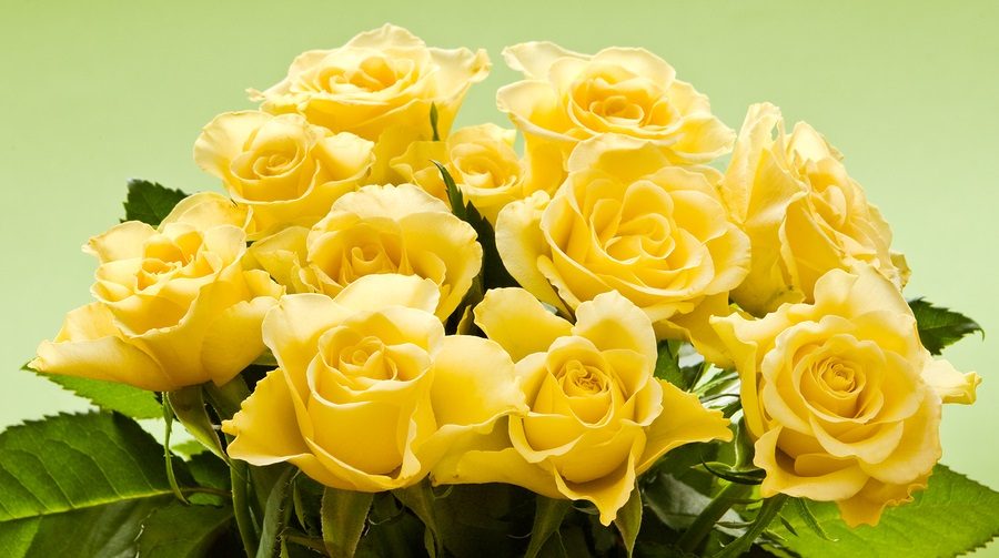 Rosas amarillas HD