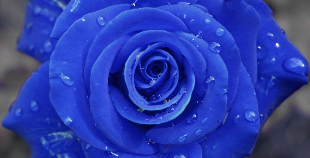 Rosas azules HD