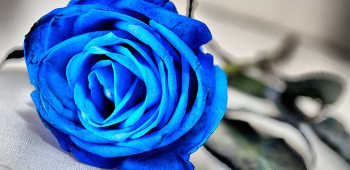 Rosas azules