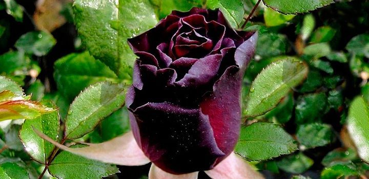 Rosas Black Baccara