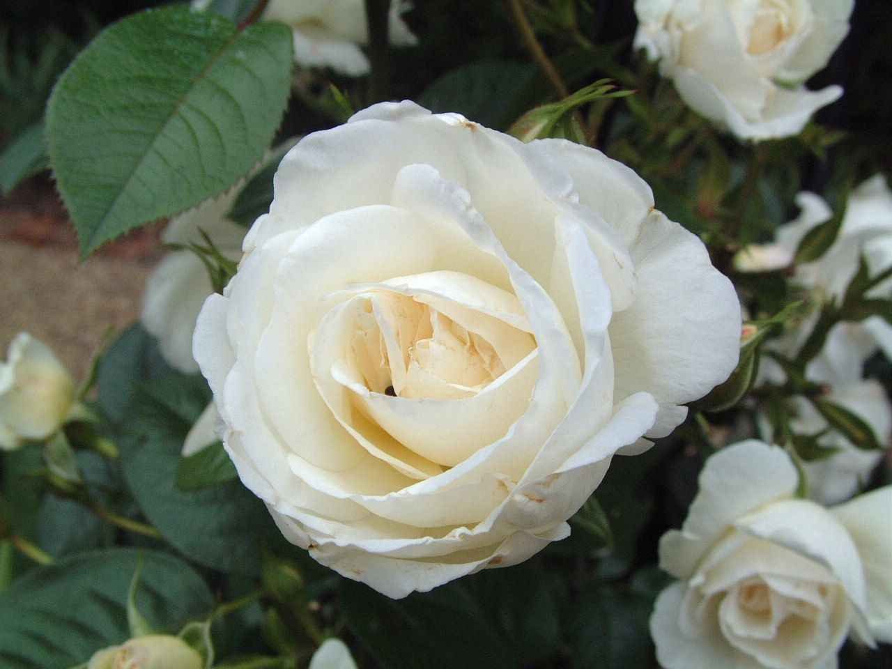 Rosas blancas silvestres