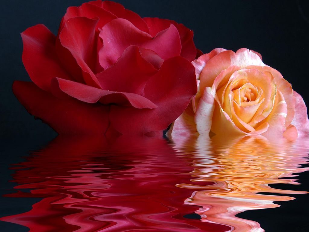 Rosas en el agua