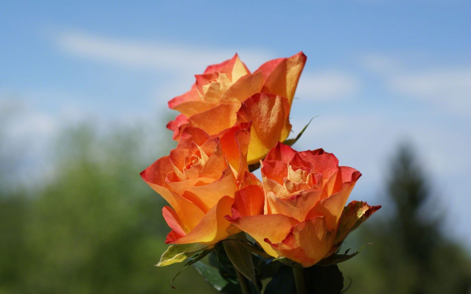 Rosas naranjas silvestres