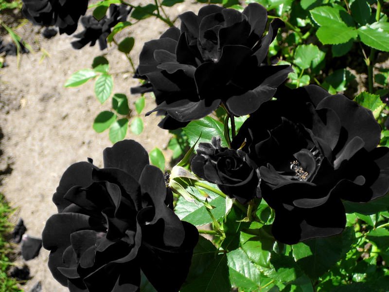 Rosas negras HD