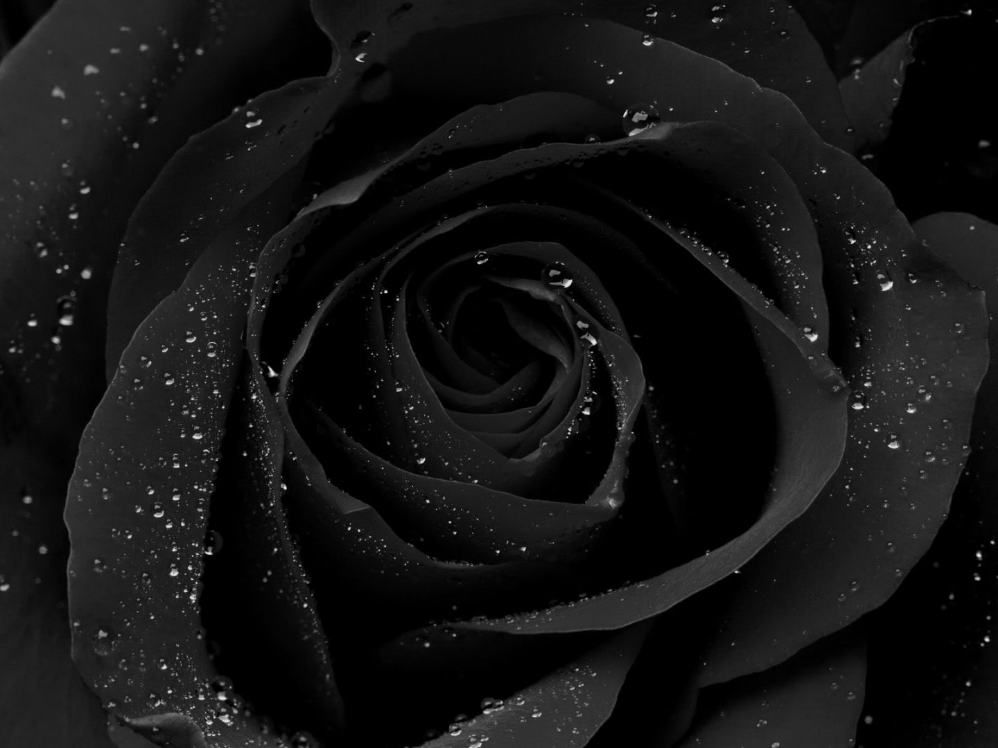 Rosas negras