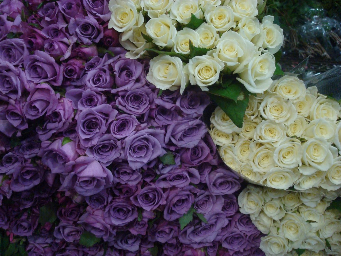Rosas púrpuras y blancas
