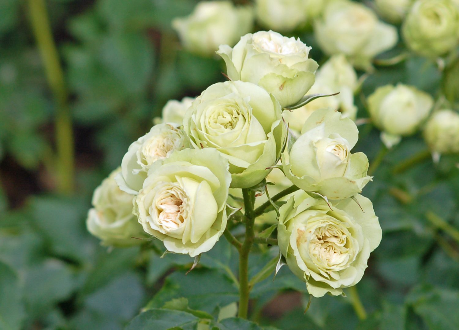 Rosas verde claras