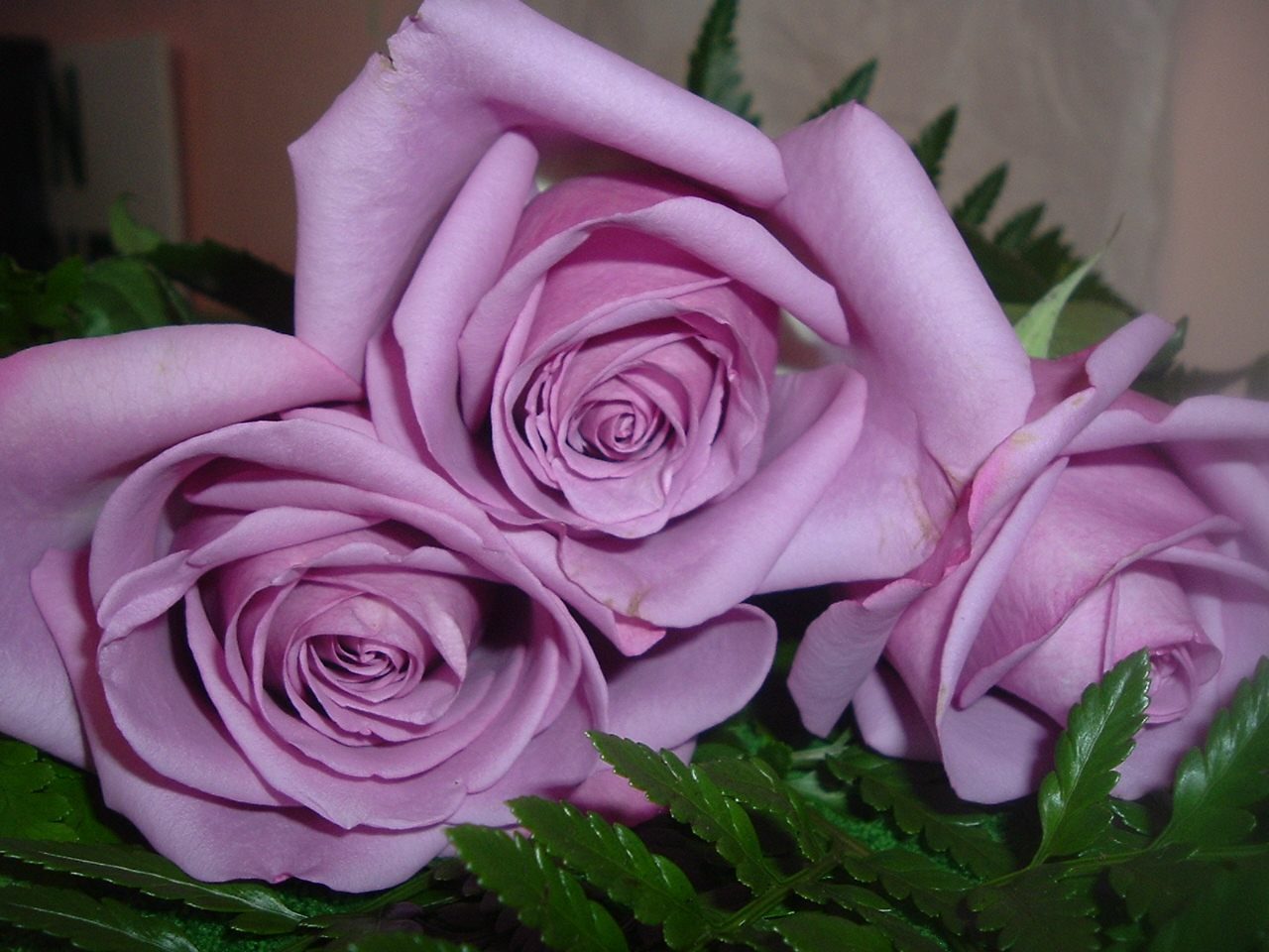 Rosas violetas