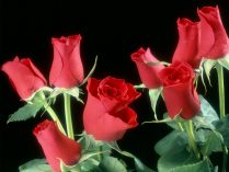 Capullos de rosas rojas