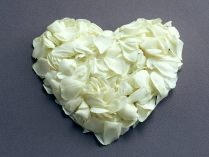 Corazón de petalos de rosas blancas