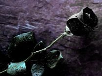 Foto de una rosa negra 