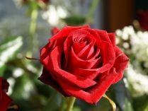 Foto de una rosa roja