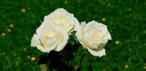 Rosas blancas