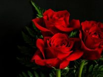 Fotos de rosas rojas HD