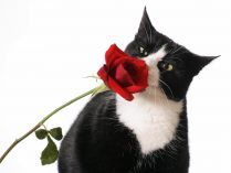 Gato oliendo una rosa