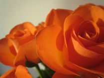 Imágenes de rosas naranjas