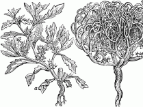 Leyendas de la rosa de Jericó