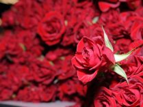 Manto de rosas rojas