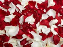 Pétalos de rosas blancas y rojas