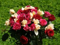 Ramo de rosas silvestres de colores