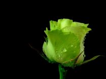 Rosa artística verde 