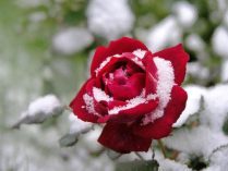 Rosa bajo la nieve