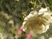 Rosa blanca bajo la lluvia