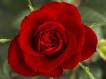 Rosa roja HD