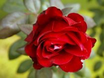 Rosa roja silvestre