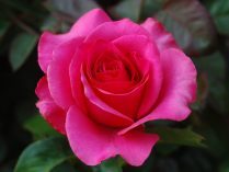 Rosa rosada HD