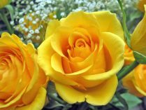 Rosas amarillas en ramo