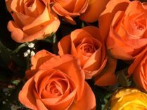 Rosas anaranjadas