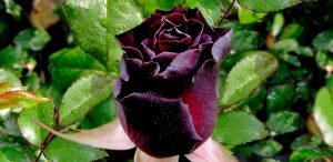 Rosas Black Baccara