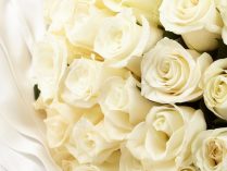 Rosas blancas HD
