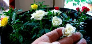 Rosas en miniatura