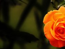 Rosas naranjas HD