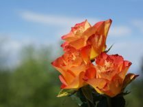 Rosas naranjas silvestres