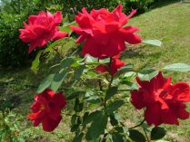 Rosas rojas silvestres