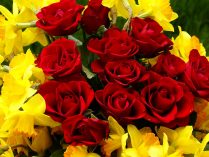 Rosas rojas y narcisos