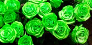 Rosas verdes
