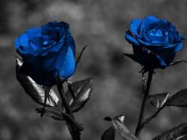 Wallpaper de rosas azules